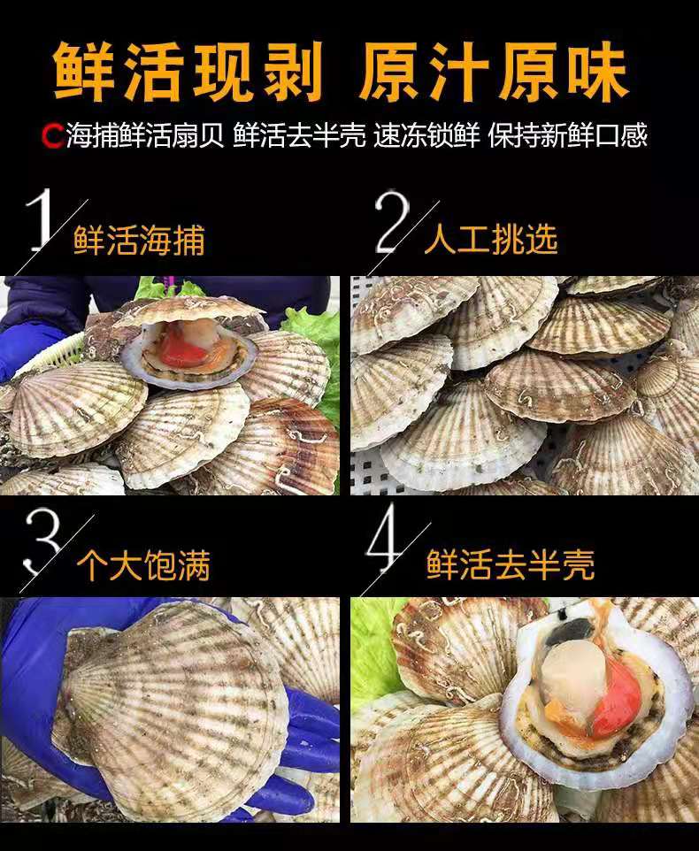 扇贝素材1.jpg